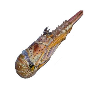 Aragosta intera