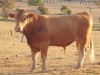 Wagyu il manzo più pregiato