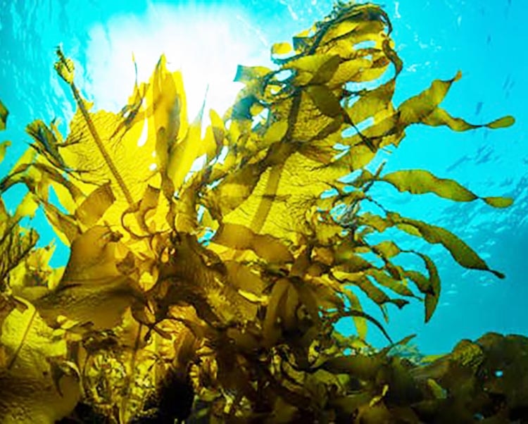 Le alghe alimento dietetico Le alghe e la diata del mare